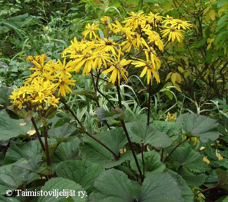  Ligularia dentata 'Desdemona'